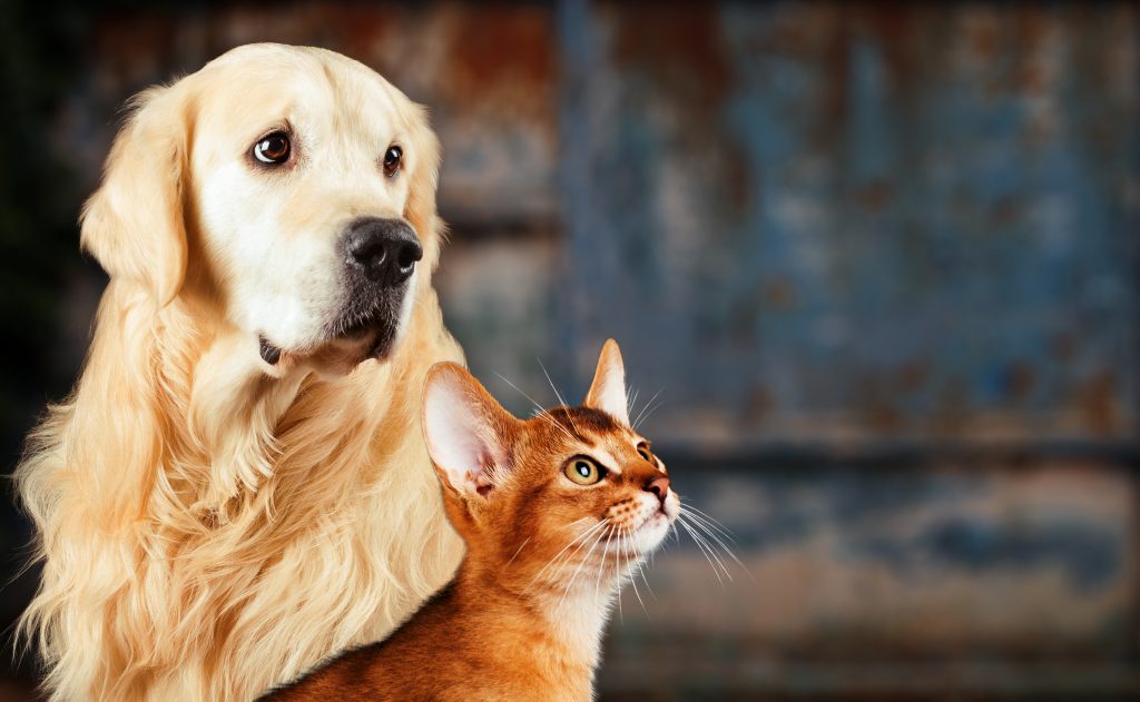 Seguradoras investem em tecnologia de reconhecimento facial para evitar fraudes em planos pets